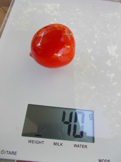  - SEMINTE ROSII - T 640 SNEGIR