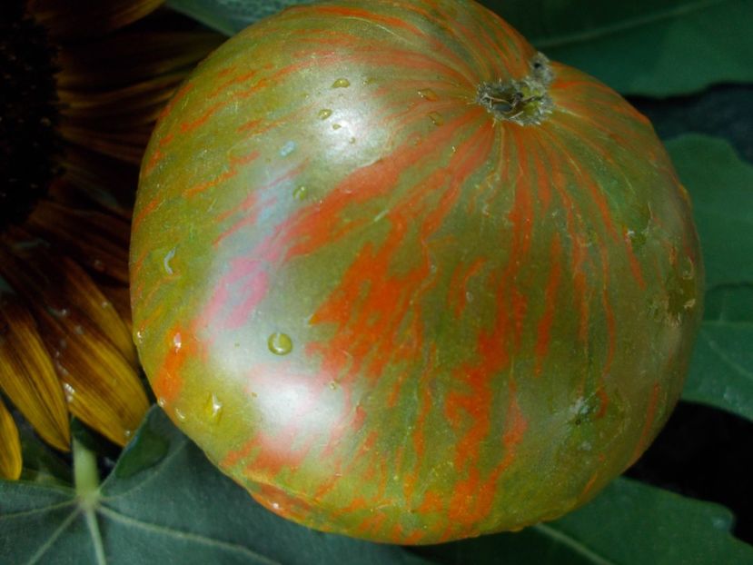  - SEMINTE ROSII - T 662 LUC