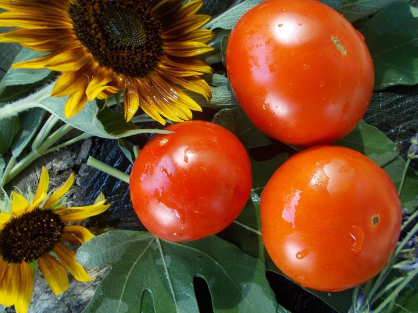  - SEMINTE ROSII - T 672 RUMBA OZAROWSKA