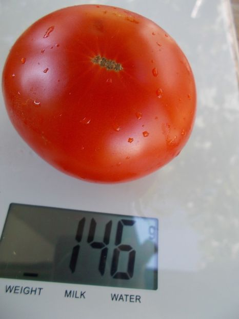  - SEMINTE ROSII - T 672 RUMBA OZAROWSKA