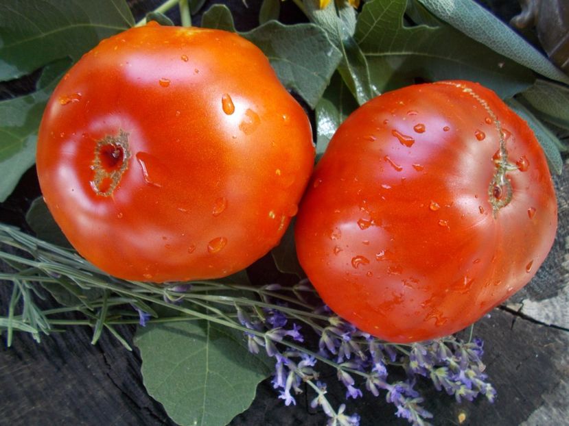  - SEMINTE ROSII - T 682 KOZEROG