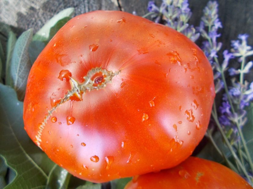  - SEMINTE ROSII - T 682 KOZEROG