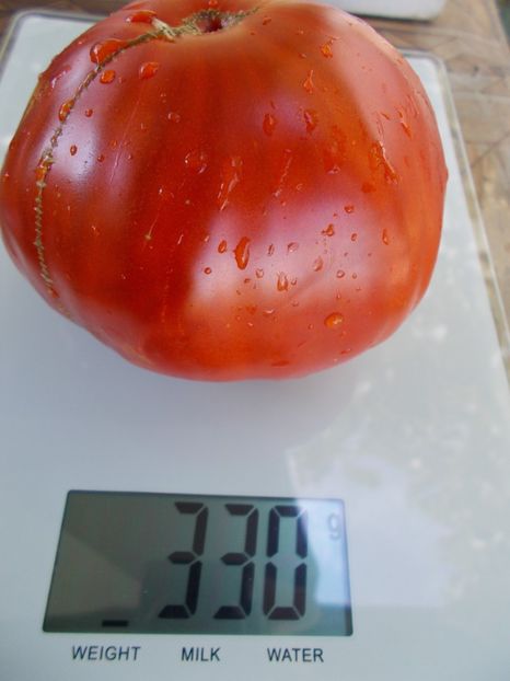  - SEMINTE ROSII - T 682 KOZEROG