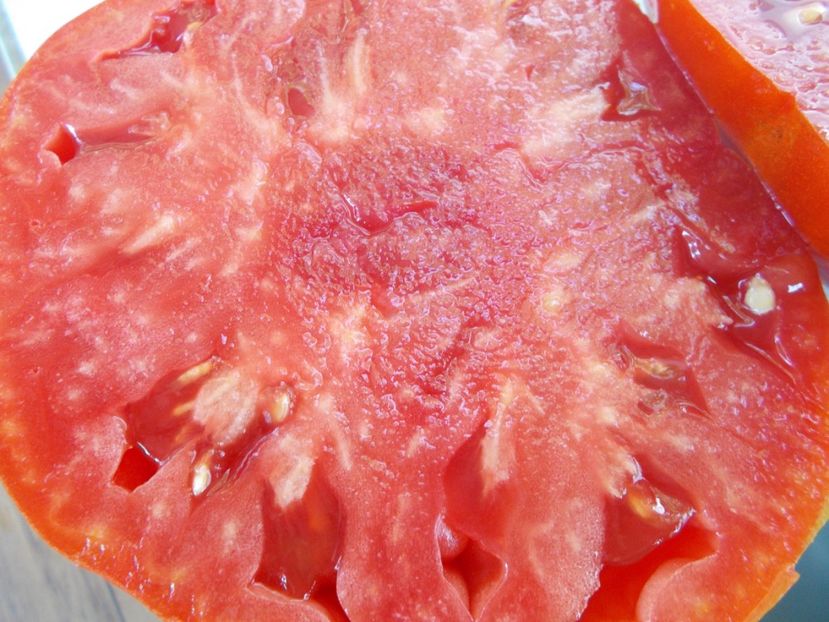  - SEMINTE ROSII - T 682 KOZEROG