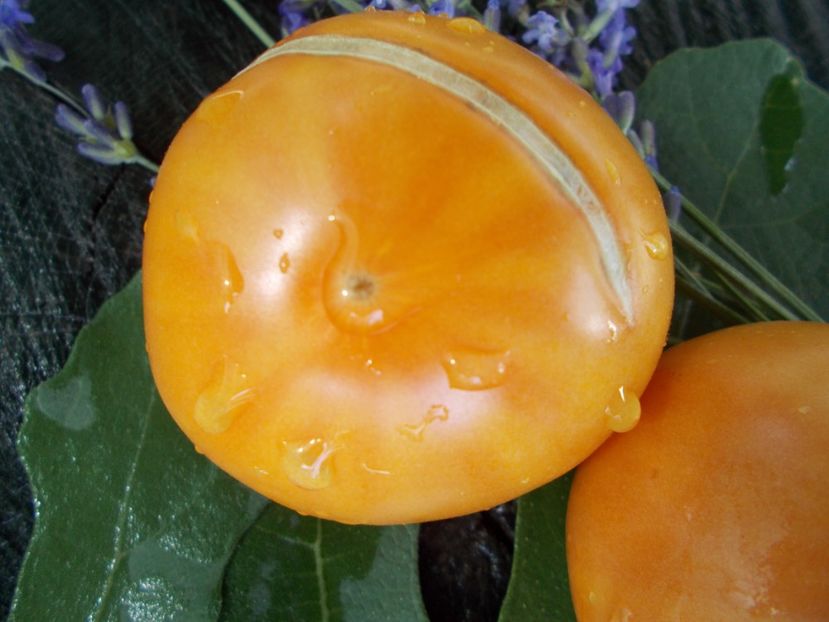  - SEMINTE ROSII - T 747 MENONITE ORANGE