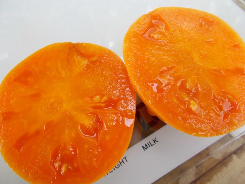  - SEMINTE ROSII - T 747 MENONITE ORANGE