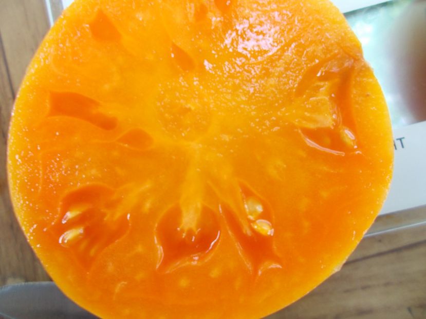  - SEMINTE ROSII - T 747 MENONITE ORANGE