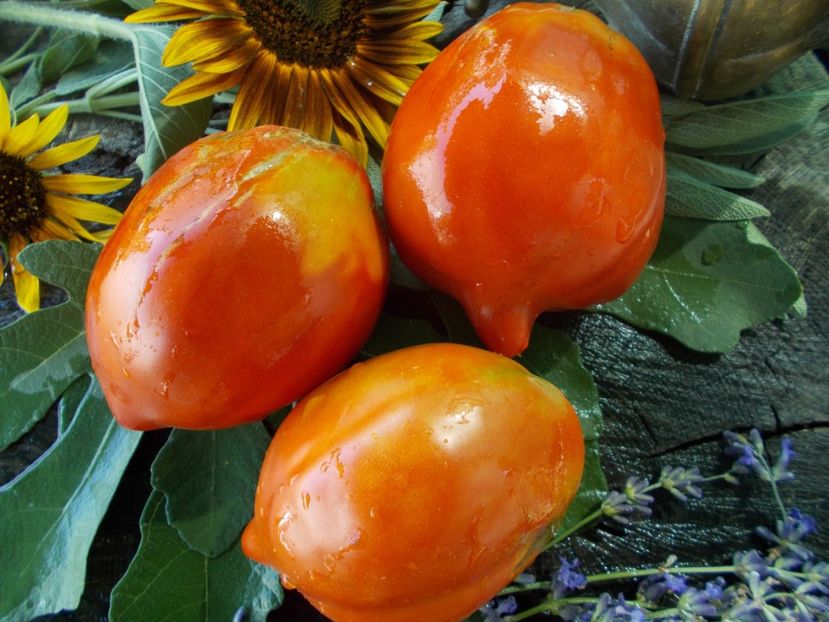  - SEMINTE ROSII - T 691 LAPOT IZ SADOVKI