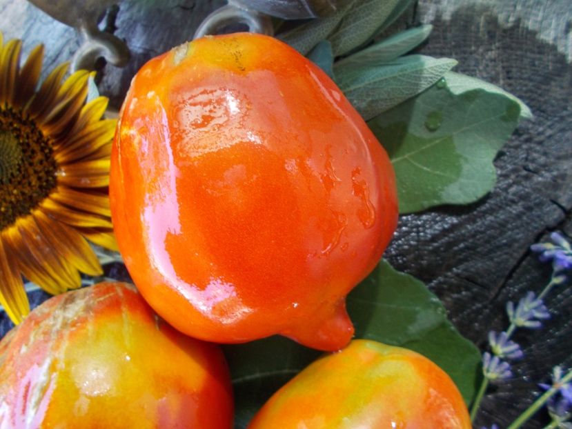  - SEMINTE ROSII - T 691 LAPOT IZ SADOVKI