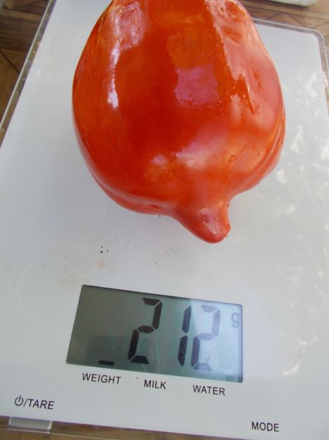  - SEMINTE ROSII - T 691 LAPOT IZ SADOVKI