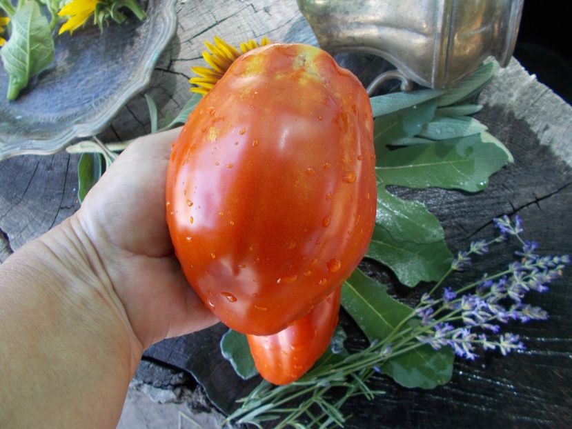  - SEMINTE ROSII - T 705 AUNT SWARLO S POLISH PLUM