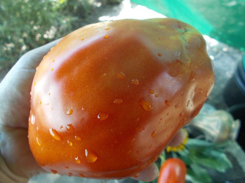  - SEMINTE ROSII - T 705 AUNT SWARLO S POLISH PLUM