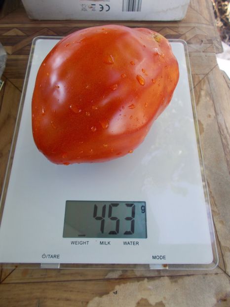  - SEMINTE ROSII - T 705 AUNT SWARLO S POLISH PLUM