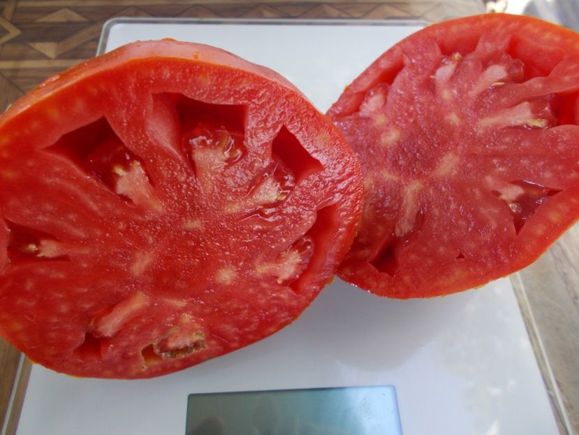  - SEMINTE ROSII - T 705 AUNT SWARLO S POLISH PLUM