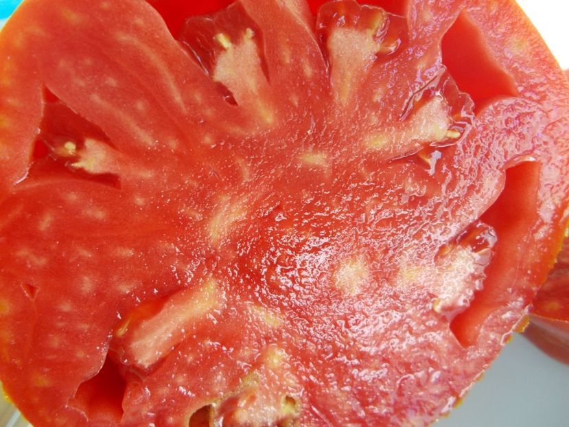  - SEMINTE ROSII - T 705 AUNT SWARLO S POLISH PLUM