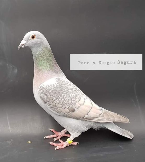  - NU IMI APARTIN ALBUM NR 2