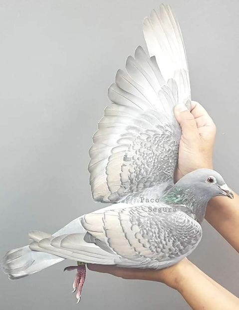  - NU IMI APARTIN ALBUM NR 2