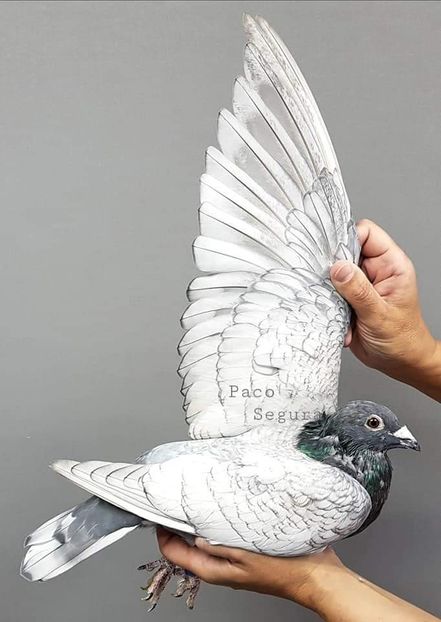  - NU IMI APARTIN ALBUM NR 2