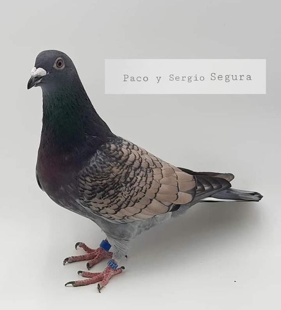  - NU IMI APARTIN ALBUM NR 2