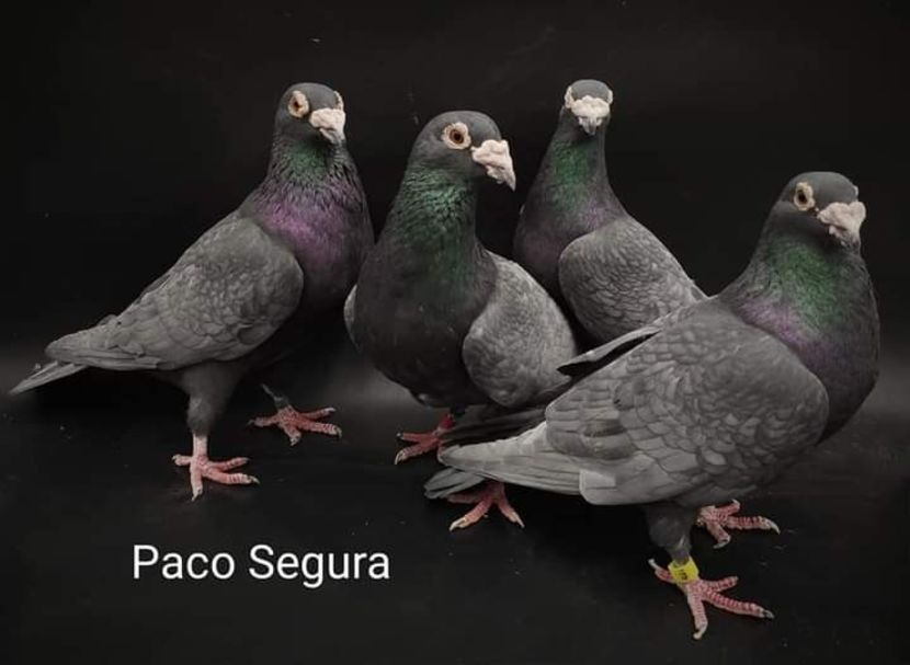  - NU IMI APARTIN ALBUM NR 2