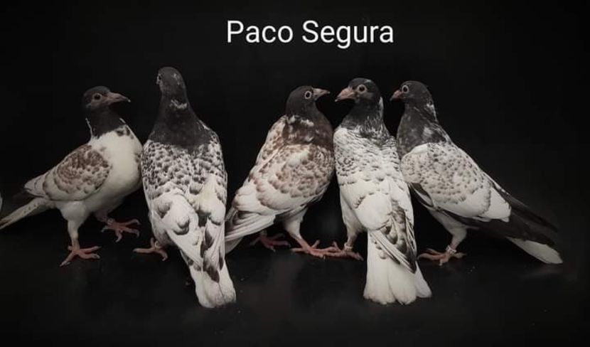  - NU IMI APARTIN ALBUM NR 2