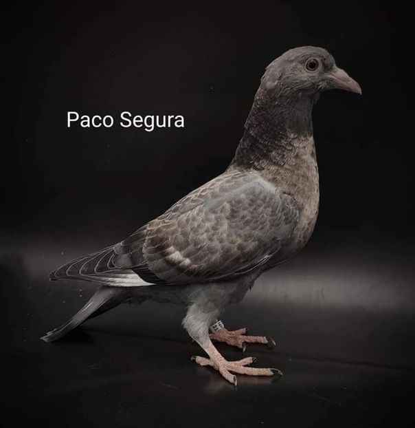  - NU IMI APARTIN ALBUM NR 2