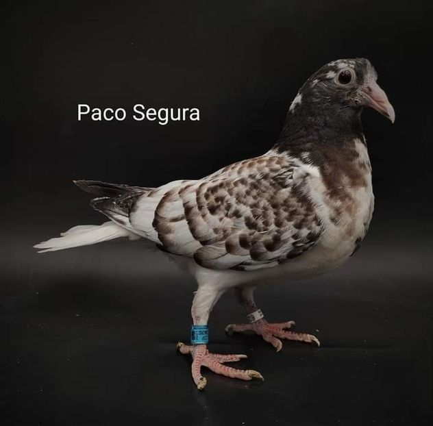  - NU IMI APARTIN ALBUM NR 2