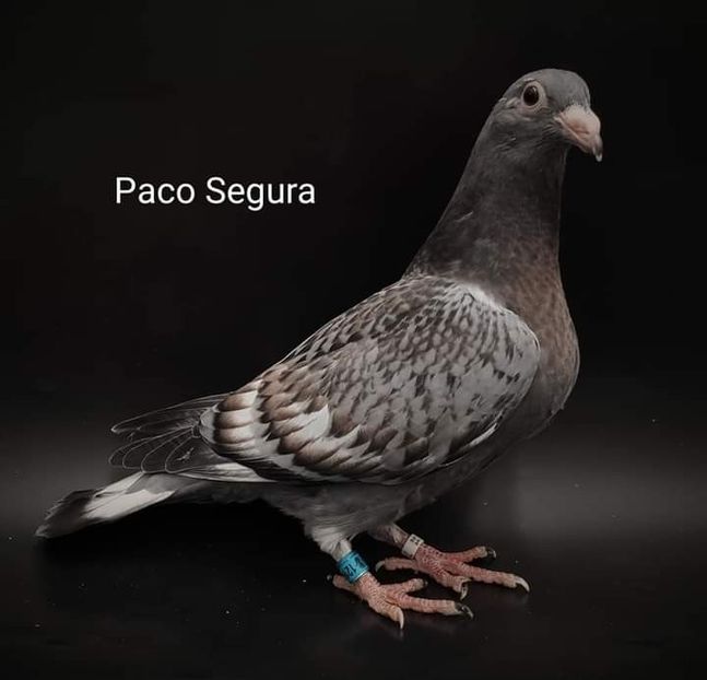  - NU IMI APARTIN ALBUM NR 2