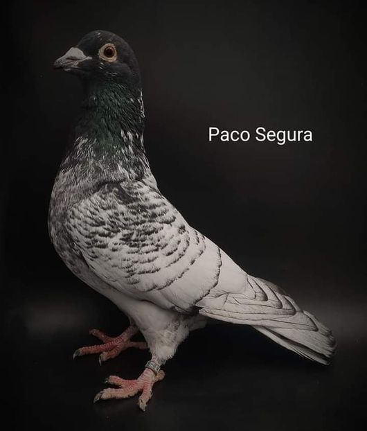  - NU IMI APARTIN ALBUM NR 2