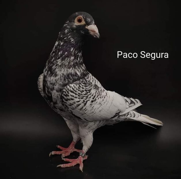  - NU IMI APARTIN ALBUM NR 2