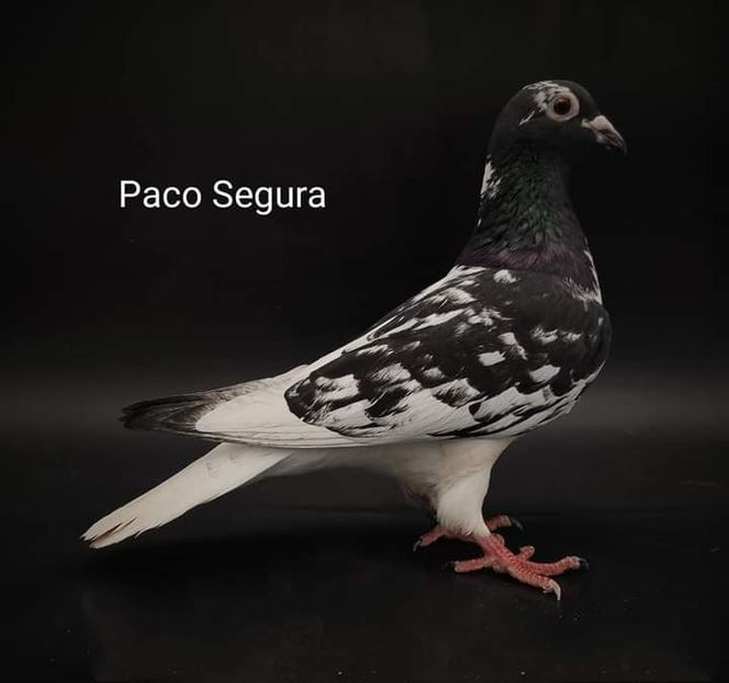  - NU IMI APARTIN ALBUM NR 2