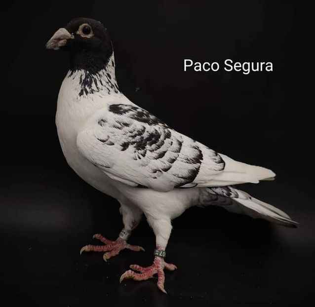  - NU IMI APARTIN ALBUM NR 2