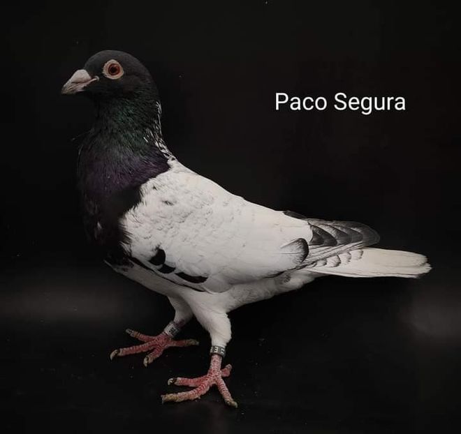  - NU IMI APARTIN ALBUM NR 2