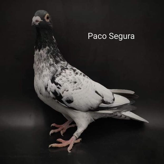  - NU IMI APARTIN ALBUM NR 2