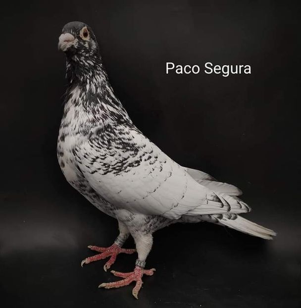  - NU IMI APARTIN ALBUM NR 2