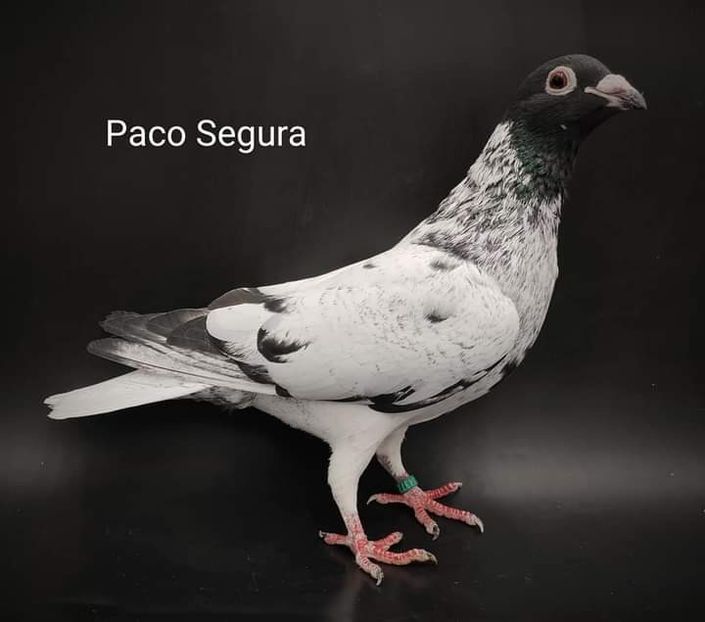  - NU IMI APARTIN ALBUM NR 2