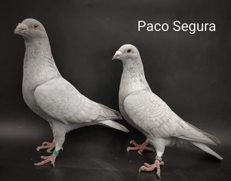  - NU IMI APARTIN ALBUM NR 2