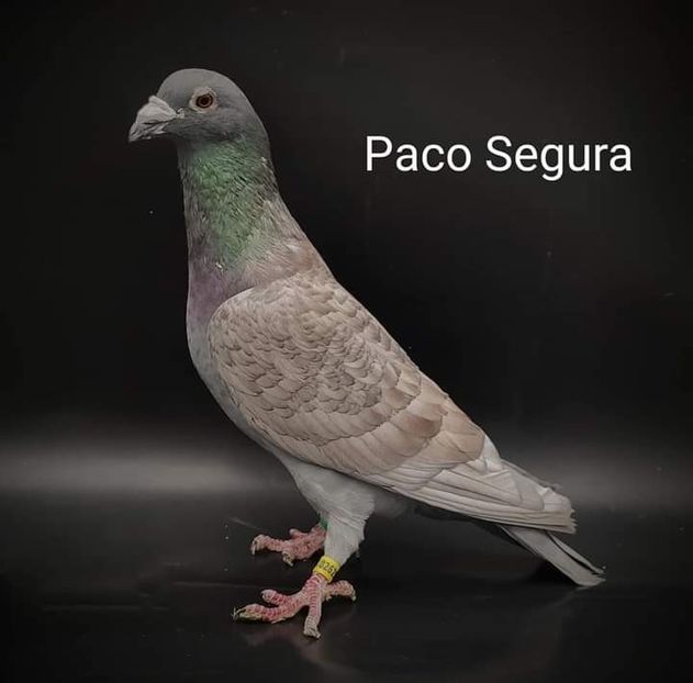  - NU IMI APARTIN ALBUM NR 2