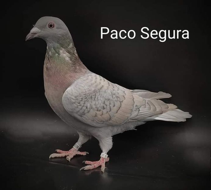  - NU IMI APARTIN ALBUM NR 2