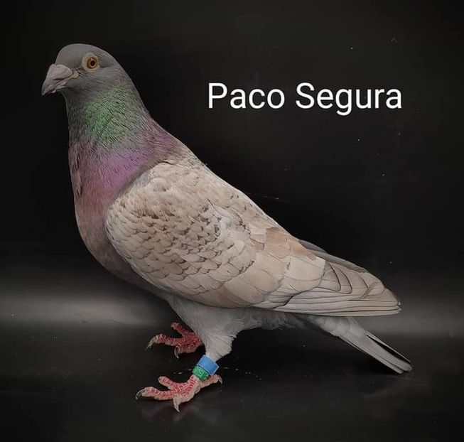  - NU IMI APARTIN ALBUM NR 2