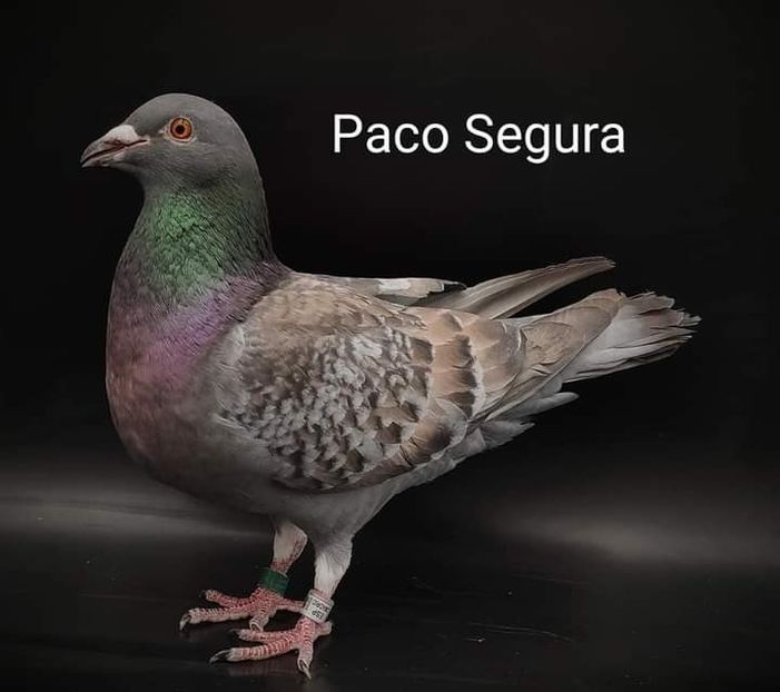  - NU IMI APARTIN ALBUM NR 2