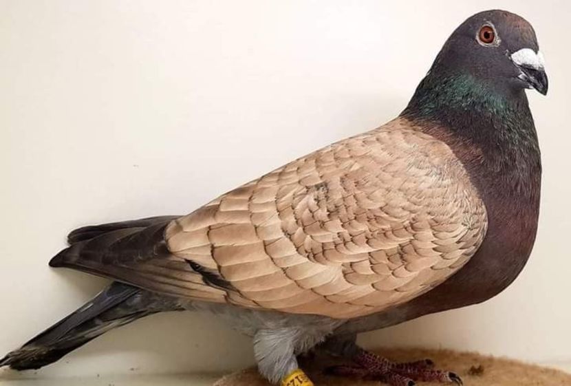  - NU IMI APARTIN ALBUM NR 2