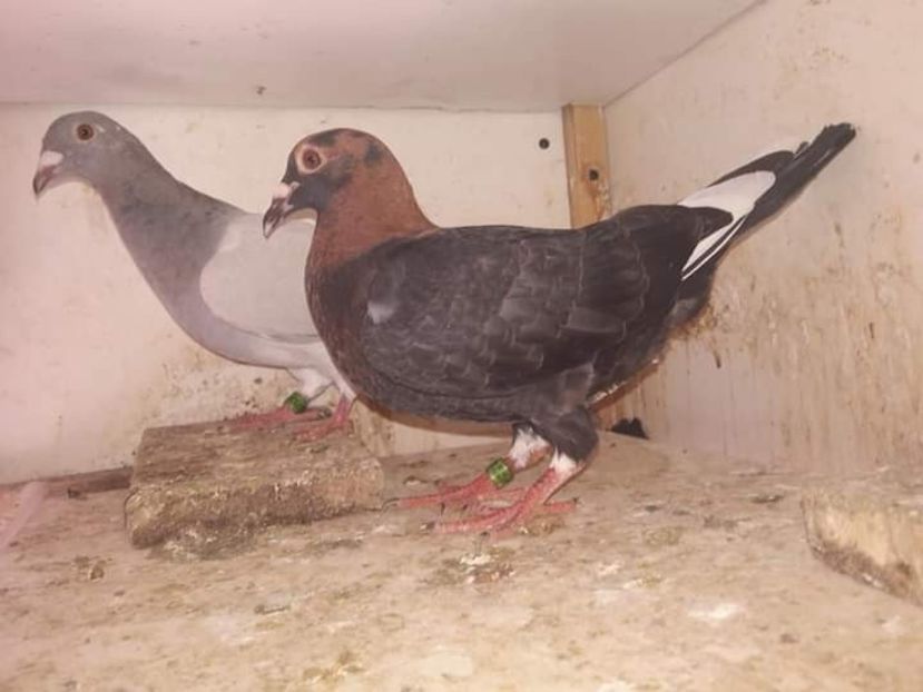  - NU IMI APARTIN ALBUM NR 2