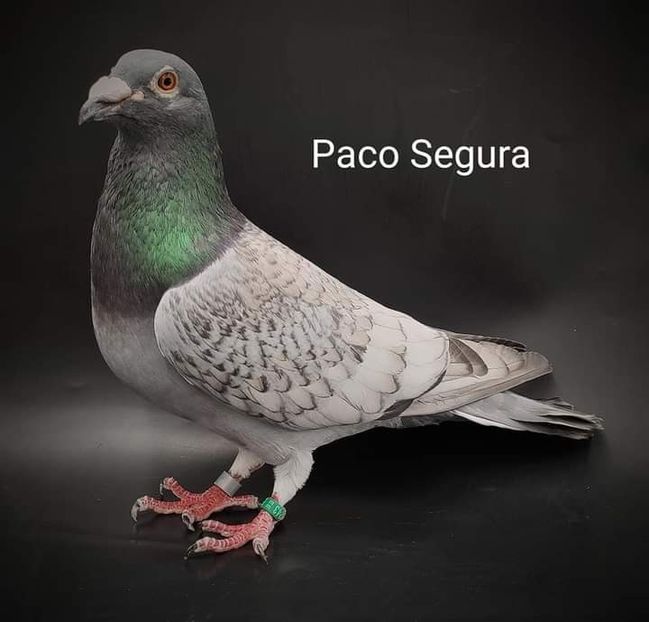  - NU IMI APARTIN ALBUM NR 2