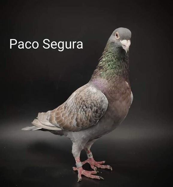  - NU IMI APARTIN ALBUM NR 2