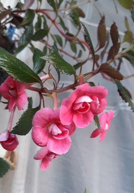  - R21 - ETIENNE ANDERSON