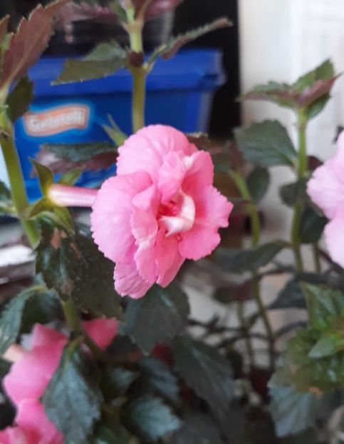  - 001 2021 - SILVIA CAGNANI