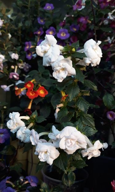  - 0001 2022 - Guadalupe