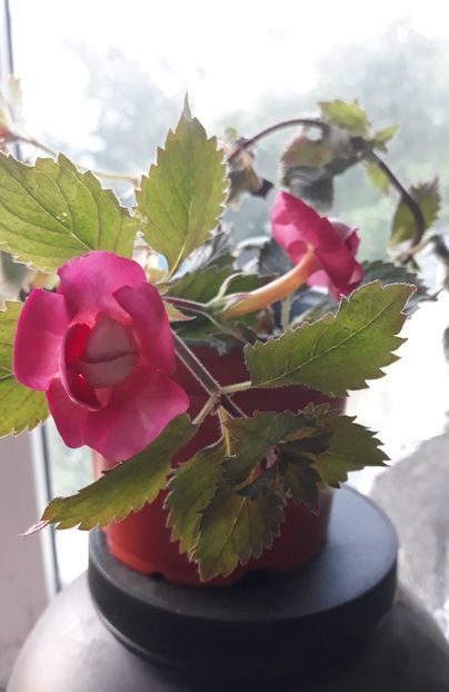 2021 - R21 - Hawaian Trend