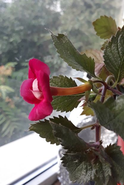  - R21 - Hawaian Trend